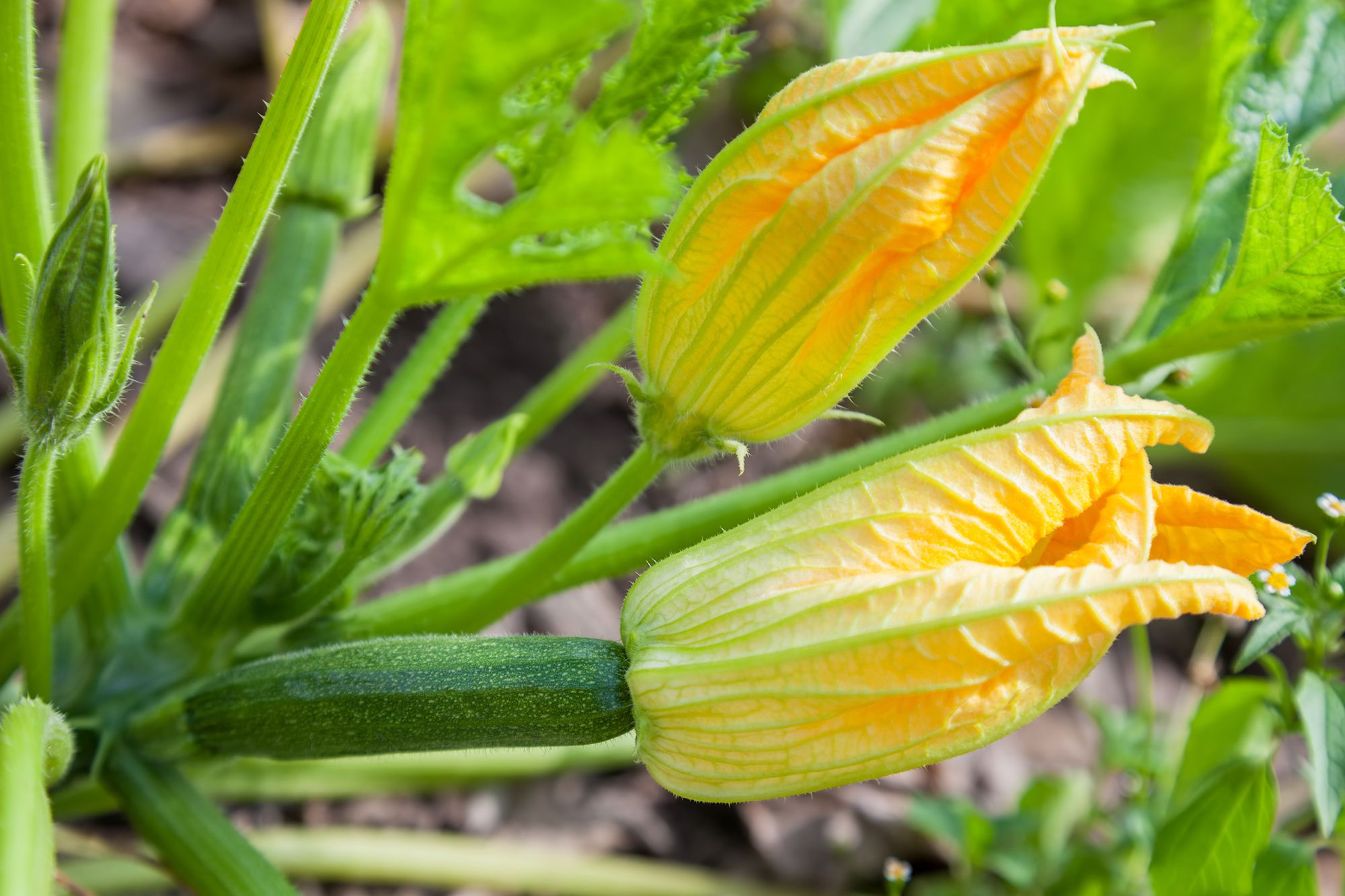 Courgettebloemen